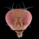Illustration for article titled Scientists Turned Fruit Flies Into Glowing Cancer Detectors